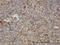 Synaptosome Associated Protein 23 antibody, LS-C133573, Lifespan Biosciences, Immunohistochemistry frozen image 