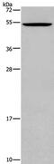Cation Channel Sperm Associated 3 antibody, PA5-50374, Invitrogen Antibodies, Western Blot image 