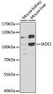 Jade Family PHD Finger 1 antibody, A07611, Boster Biological Technology, Western Blot image 