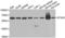 Splicing Factor 3a Subunit 3 antibody, abx003339, Abbexa, Western Blot image 
