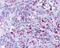 BLT1 antibody, TA340551, Origene, Immunohistochemistry frozen image 