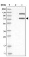 Leishmanolysin-like peptidase antibody, NBP1-92025, Novus Biologicals, Western Blot image 