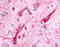 Ceramide Kinase antibody, TA341120, Origene, Immunohistochemistry frozen image 