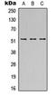SH2 Domain Containing 4A antibody, orb304582, Biorbyt, Western Blot image 