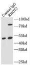 Ras Homolog Family Member T2 antibody, FNab07287, FineTest, Immunoprecipitation image 