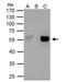 TATA-Box Binding Protein Associated Factor 7 antibody, NBP2-20556, Novus Biologicals, Immunoprecipitation image 