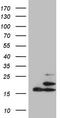 Peptidylprolyl Isomerase F antibody, CF809066, Origene, Western Blot image 