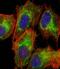 Translocase Of Outer Mitochondrial Membrane 40 antibody, M03166, Boster Biological Technology, Immunofluorescence image 