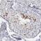 DNA Meiotic Recombinase 1 antibody, NBP1-82838, Novus Biologicals, Immunohistochemistry frozen image 