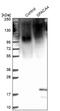 Sperm Acrosome Associated 4 antibody, NBP2-38913, Novus Biologicals, Western Blot image 