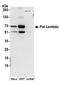 DNA polymerase lambda antibody, A301-640A, Bethyl Labs, Western Blot image 