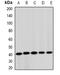 Serine/threonine-protein kinase 19 antibody, orb341322, Biorbyt, Western Blot image 