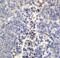 Neuritin 1 antibody, 4101, ProSci, Immunohistochemistry frozen image 