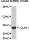 Collagen alpha-1(IX) chain antibody, A6563, ABclonal Technology, Western Blot image 