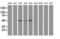 Sequestosome 1 antibody, LS-C337184, Lifespan Biosciences, Western Blot image 
