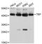 TATA-Box Binding Protein antibody, A2192, ABclonal Technology, Western Blot image 