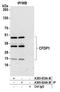 Craniofacial Development Protein 1 antibody, A305-624A-M, Bethyl Labs, Immunoprecipitation image 