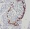 Chromosome 5 Open Reading Frame 24 antibody, FNab01119, FineTest, Immunohistochemistry paraffin image 