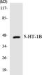 5-Hydroxytryptamine Receptor 1B antibody, LS-C200060, Lifespan Biosciences, Western Blot image 
