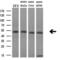 Small RNA Binding Exonuclease Protection Factor La antibody, GTX83558, GeneTex, Western Blot image 