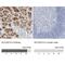 Solute Carrier Family 22 Member 13 antibody, NBP2-32712, Novus Biologicals, Immunohistochemistry paraffin image 