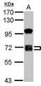 Zinc Finger Protein 182 antibody, GTX117116, GeneTex, Western Blot image 
