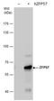 Zinc Finger Protein 57 antibody, NBP2-43812, Novus Biologicals, Western Blot image 