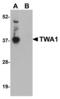 GID Complex Subunit 8 Homolog antibody, MBS151294, MyBioSource, Western Blot image 