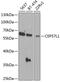 Centrosomal Protein 57 Like 1 antibody, 23-492, ProSci, Western Blot image 