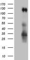 Podocalyxin Like 2 antibody, CF810168, Origene, Western Blot image 