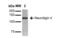 Neuroligin-4, X-linked antibody, NBP2-42198, Novus Biologicals, Western Blot image 