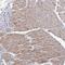 Angiopoietin Like 5 antibody, HPA038516, Atlas Antibodies, Immunohistochemistry frozen image 