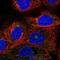 Protein fat-free homolog antibody, PA5-66395, Invitrogen Antibodies, Immunofluorescence image 
