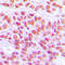 Histone Cluster 4 H4 antibody, LS-C353654, Lifespan Biosciences, Immunohistochemistry frozen image 