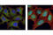 p65 antibody, 4764T, Cell Signaling Technology, Immunocytochemistry image 