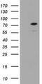 Coiled-Coil Domain Containing 93 antibody, TA800468AM, Origene, Western Blot image 