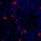Granzyme B antibody, A700-022, Bethyl Labs, Immunohistochemistry paraffin image 