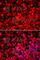 Poly(U) Binding Splicing Factor 60 antibody, A6709, ABclonal Technology, Immunofluorescence image 