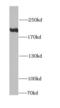 Kinesin Family Member 1B antibody, FNab04555, FineTest, Western Blot image 