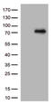 Protein Kinase C antibody, TA813397S, Origene, Western Blot image 