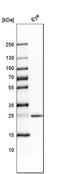 Homeobox protein SIX6 antibody, HPA001403, Atlas Antibodies, Western Blot image 