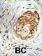 Methyl-CpG Binding Domain Protein 3 antibody, 55-160, ProSci, Immunohistochemistry paraffin image 