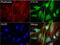 Formimidoyltransferase-cyclodeaminase antibody, LS-C796776, Lifespan Biosciences, Immunofluorescence image 