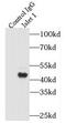 Regenerating Family Member 3 Gamma antibody, FNab04406, FineTest, Immunoprecipitation image 