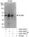 Motor neuron and pancreas homeobox protein 1 antibody, A303-183A, Bethyl Labs, Immunoprecipitation image 