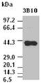 SRY-Box 17 antibody, ADI-905-863-100, Enzo Life Sciences, Western Blot image 