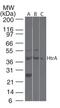 HTRA3 antibody, GTX85675, GeneTex, Western Blot image 