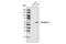 Perilipin A antibody, 3467S, Cell Signaling Technology, Western Blot image 