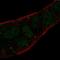 Legumain antibody, HPA001426, Atlas Antibodies, Immunocytochemistry image 
