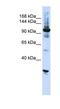 Ribosomal RNA-processing protein 44 antibody, NBP1-57189, Novus Biologicals, Western Blot image 